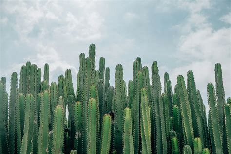 羅漢松種植方法|羅漢松：珍稀樹種的奧秘與養護撇步 – 植物盆栽綠寶典